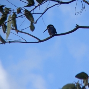 Ceyx azureus at West Albury, NSW - 13 Aug 2022