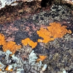 Caloplaca sp. (Firedot Lichen) at Kowen Escarpment - 13 Aug 2022 by trevorpreston