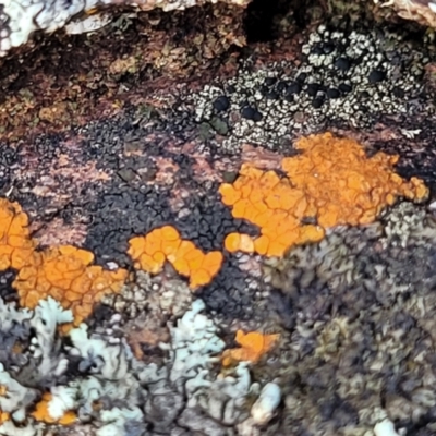 Caloplaca sp. (Firedot Lichen) at Kowen Escarpment - 13 Aug 2022 by trevorpreston