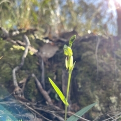 Bunochilus umbrinus (Broad-sepaled Leafy Greenhood) at Black Mountain - 13 Aug 2022 by chromo