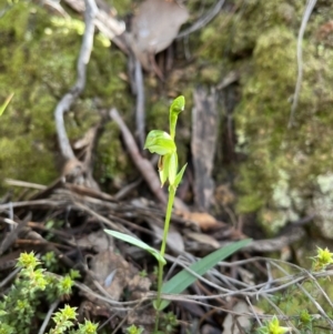 Bunochilus umbrinus (ACT) = Pterostylis umbrina (NSW) at suppressed - 13 Aug 2022