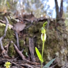 Bunochilus umbrinus (ACT) = Pterostylis umbrina (NSW) at suppressed - 13 Aug 2022