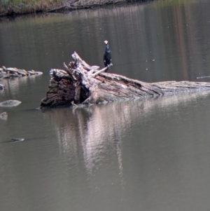 Phalacrocorax carbo at West Albury, NSW - 13 Aug 2022 12:04 PM