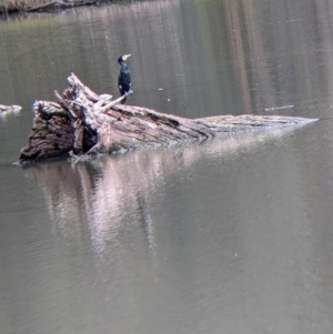 Phalacrocorax carbo at West Albury, NSW - 13 Aug 2022 12:04 PM