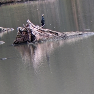 Phalacrocorax carbo at West Albury, NSW - 13 Aug 2022