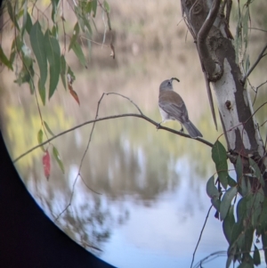 Colluricincla harmonica at West Albury, NSW - 13 Aug 2022 12:09 PM