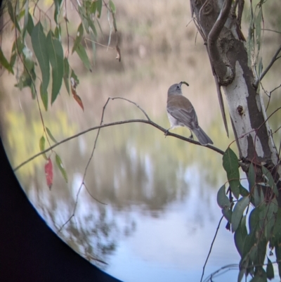 Colluricincla harmonica (Grey Shrikethrush) at Horseshoe Lagoon and West Albury Wetlands - 13 Aug 2022 by Darcy