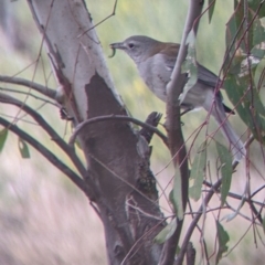 Colluricincla harmonica at West Albury, NSW - 13 Aug 2022 12:09 PM