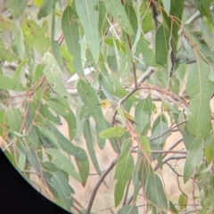 Ptilotula penicillata (White-plumed Honeyeater) at Albury - 13 Aug 2022 by Darcy