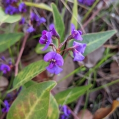 Hardenbergia violacea (False Sarsaparilla) at Eastern Hill Reserve - 13 Aug 2022 by Darcy