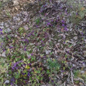 Hardenbergia violacea at East Albury, NSW - 13 Aug 2022 01:04 PM