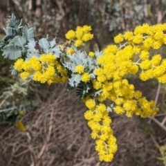 Acacia baileyana (Cootamundra Wattle, Golden Mimosa) at Albury - 13 Aug 2022 by Darcy