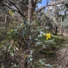 Acacia baileyana at East Albury, NSW - 13 Aug 2022