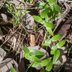 Asparagus asparagoides (Bridal Creeper, Florist's Smilax) at Eastern Hill Reserve - 13 Aug 2022 by Darcy