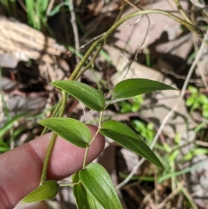 Asparagus asparagoides at East Albury, NSW - 13 Aug 2022