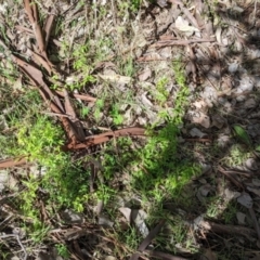 Asparagus asparagoides at East Albury, NSW - 13 Aug 2022