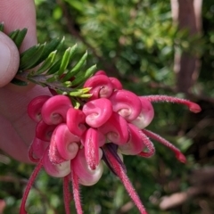 Grevillea sp. (Grevillea) at East Albury, NSW - 13 Aug 2022 by Darcy