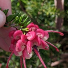 Grevillea sp. (Grevillea) at Eastern Hill Reserve - 13 Aug 2022 by Darcy