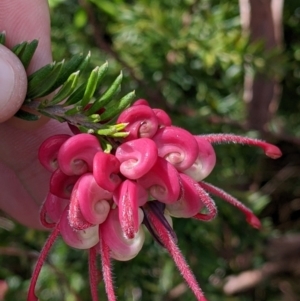 Grevillea lanigera (TBC) at suppressed by Darcy