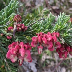 Grevillea sp. at East Albury, NSW - 13 Aug 2022