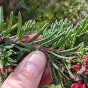 Grevillea sp. at East Albury, NSW - 13 Aug 2022 01:13 PM