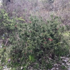 Grevillea sp. at East Albury, NSW - 13 Aug 2022 01:13 PM