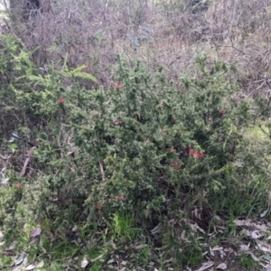 Grevillea sp. at East Albury, NSW - 13 Aug 2022