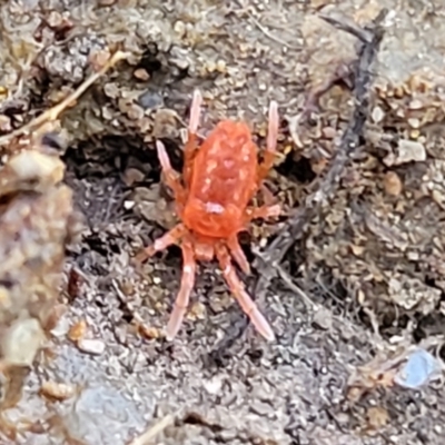 Trombidiidae (family) (Red velvet mite) at Kowen Escarpment - 13 Aug 2022 by trevorpreston