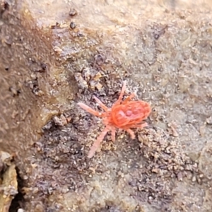 Trombidiidae (family) at Kowen, ACT - 13 Aug 2022