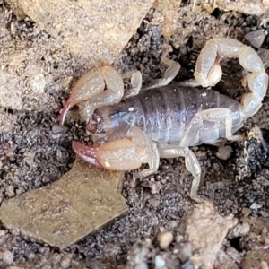 Urodacus manicatus (Black Rock Scorpion) at Kowen, ACT by trevorpreston
