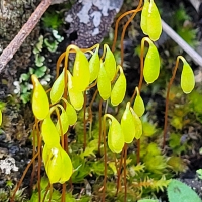 Rosulabryum sp. (A moss) at Kowen Escarpment - 13 Aug 2022 by trevorpreston