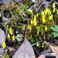 Rosulabryum sp. at Kowen, ACT - 13 Aug 2022 03:02 PM