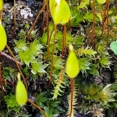 Rosulabryum sp. at Kowen, ACT - 13 Aug 2022