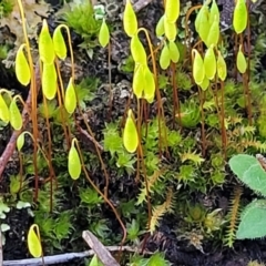 Rosulabryum sp. at Kowen, ACT - 13 Aug 2022 03:02 PM