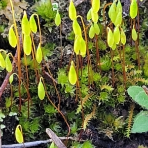 Rosulabryum sp. at Kowen, ACT - 13 Aug 2022 03:02 PM