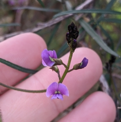 Glycine clandestina (Twining Glycine) at Eastern Hill Reserve - 13 Aug 2022 by Darcy