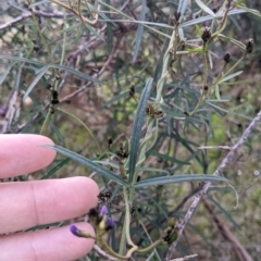 Glycine clandestina at East Albury, NSW - 13 Aug 2022