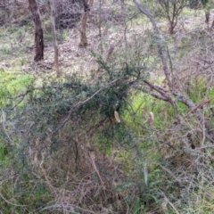 Glycine clandestina at East Albury, NSW - 13 Aug 2022