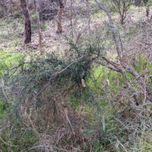 Glycine clandestina at East Albury, NSW - 13 Aug 2022