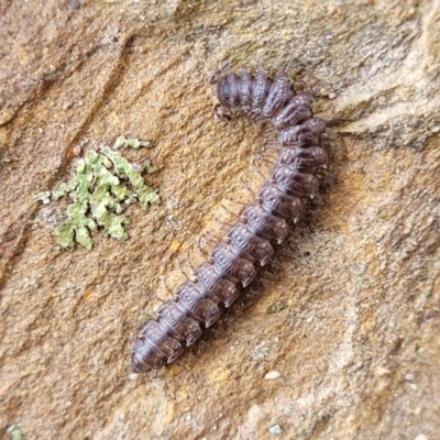 Dalodesmidae (family) (Dalodesmid flat-backed millipede) at Kowen, ACT - 13 Aug 2022 by trevorpreston