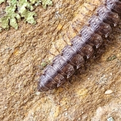 Dalodesmidae (family) at Kowen, ACT - 13 Aug 2022