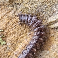 Dalodesmidae (family) at Kowen, ACT - 13 Aug 2022 03:00 PM