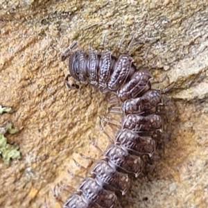 Dalodesmidae (family) at Kowen, ACT - 13 Aug 2022 03:00 PM