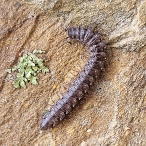 Dalodesmidae (family) at Kowen, ACT - 13 Aug 2022 03:00 PM