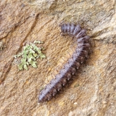 Dalodesmidae (family) at Kowen, ACT - 13 Aug 2022 03:00 PM