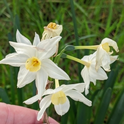 Narcissus jonquilla (Jonquil) at Albury - 13 Aug 2022 by Darcy