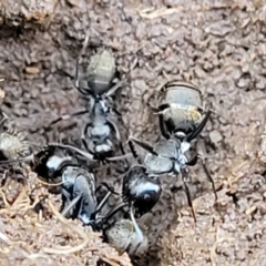 Camponotus aeneopilosus (A Golden-tailed sugar ant) at Kowen Escarpment - 13 Aug 2022 by trevorpreston