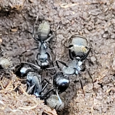 Camponotus aeneopilosus (A Golden-tailed sugar ant) at Kowen Escarpment - 13 Aug 2022 by trevorpreston