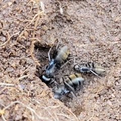 Camponotus aeneopilosus at Kowen, ACT - 13 Aug 2022 02:51 PM