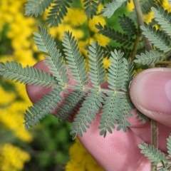 Acacia cardiophylla (Wyalong Wattle) at Eastern Hill Reserve - 13 Aug 2022 by Darcy